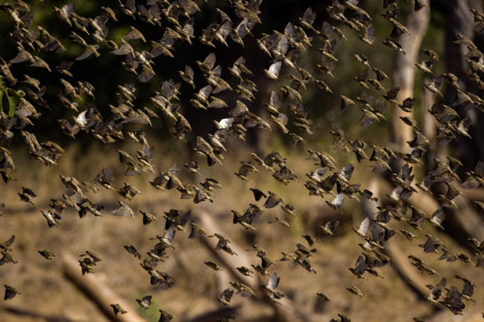 stormo di quelea beccorosso in milioni