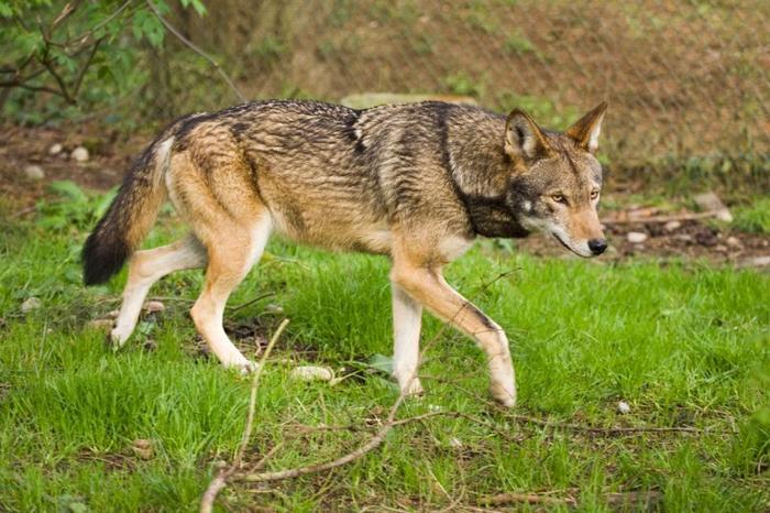 fotografia di un lupo rosso adulto, un canide con pelliccia marrone rossiccia