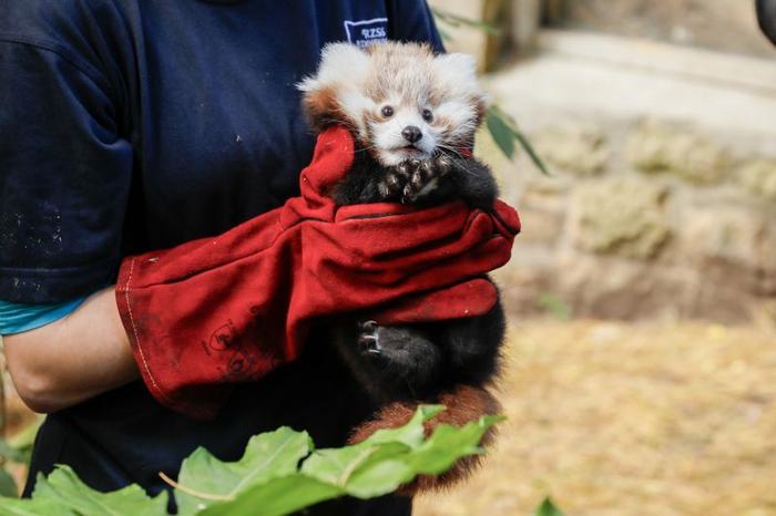 fotografia di un guardiano di zoo che tiene in braccio un piccolo cucciolo di panda rosso