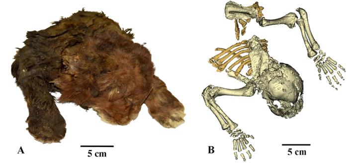 vista dorsale - foto del cucciolo mummificato, accanto a una scansione TC del suo scheletro