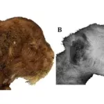 Scoperto nel permafrost il primo cucciolo di tigre dai denti a sciabola. Risale a 35.000 anni fa