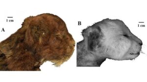 Una vista laterale della testa del gatto dai denti a sciabola, recentemente scoperta nel permafrost siberiano.