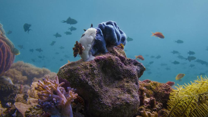 un coniglio marino bianco che mangia una spugna velenosa blu