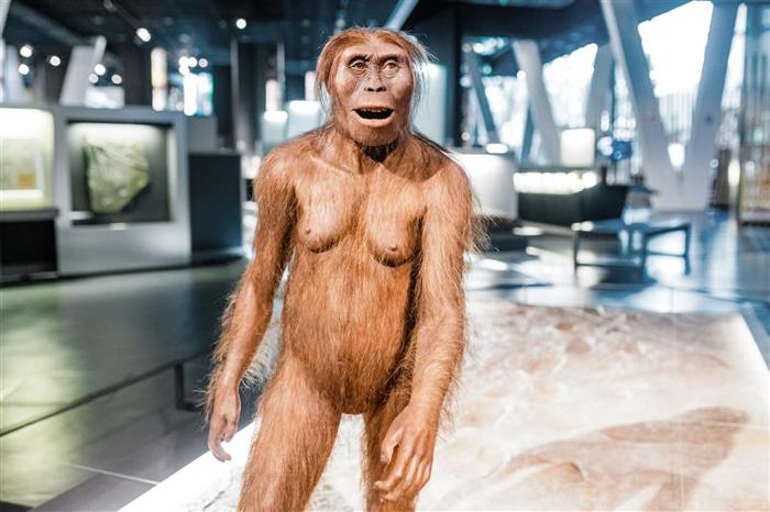 Un modello di Australopithecus, un antico ominide, in una mostra al museo di Barcellona, Spagna.