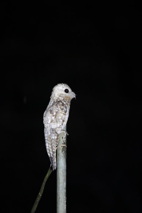 Un grande potoo sedeva su un palo di notte con enormi occhi neri come la pece.