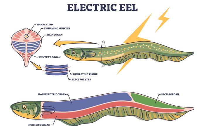 Anatomia del pesce elettrico come struttura del pesce con diagramma di contorno degli organi interni. Schema biologico educativo etichettato con muscoli nuotanti, tessuti isolanti e localizzazione degli elettrociti illustrazione vettoriale.