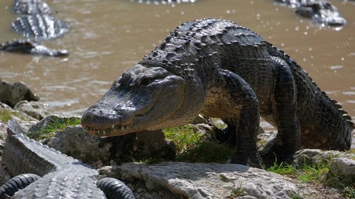 Grande alligatore che scala una riva con molti altri alligatori intorno