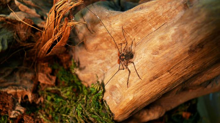 Scorpione frusta senza coda su un tronco d'albero in un ambiente per la cura degli animali domestici. Le lunghe zampe anteriori sono modificate in strutture simili ad antenne che si protendono davanti ad esso. Sono molto lunghe e sottili.