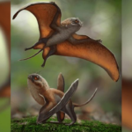 Gli Anurognathidae: Piccoli Pterosauri del Passato