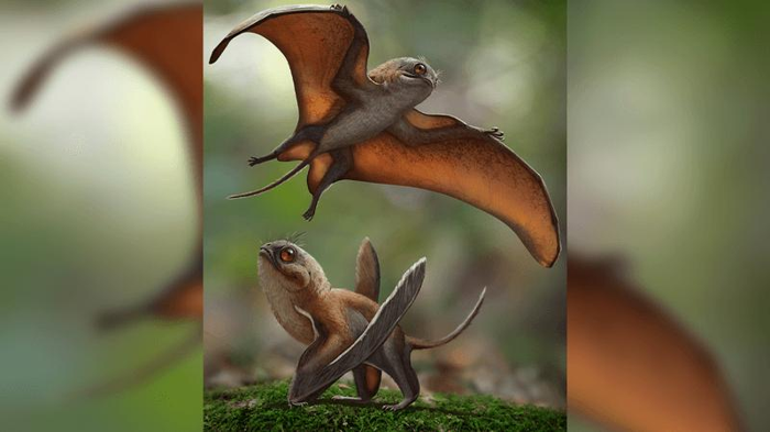 due piccole creature volanti una a terra e una in volo. Assomigliano ai pipistrelli ma hanno facce più arrotondate e pelliccia grigia.