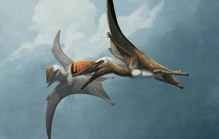 Rappresentazione dell'artista di due Skiphosoura bavarica in volo. Questi pterosauri colmano una grande lacuna nell'evoluzione dei famosi pterodattili e dei loro parenti.