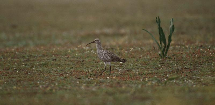 slender-bill-curlew-m-1.png