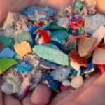 Micro e Nano-Plastiche nella Catena Alimentare Marina: Minacce e Impatti