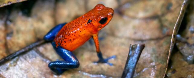 strawberry-poison-dart-frog-01-642x260-1-1.jpg