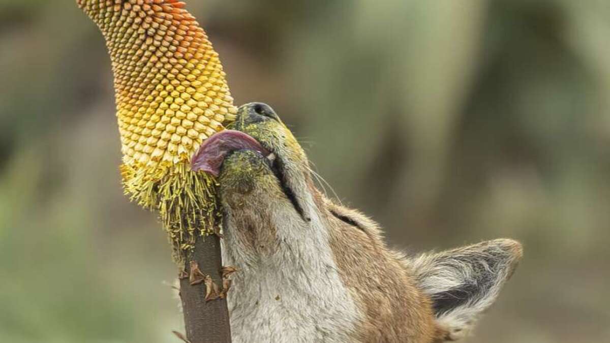 sweet-tooth-ethiopian-1.jpg