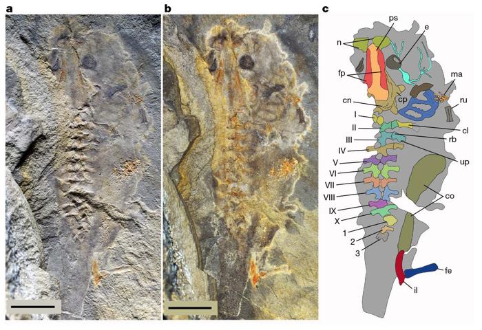 due versioni della stessa foto del fossile di girino, con illuminazioni diverse. poi una versione diagrammatica, con etichette che mostrano diverse parti del corpo.