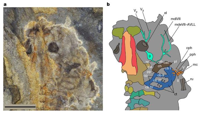 dettaglio ravvicinato della foto del fossile di girino mostrante solo la testa, e poi una versione diagrammatica con etichette per le parti del corpo.