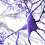 Nuove scoperte sull’Alzheimer: il ruolo dell’enzima TYK2 nella riduzione della tau tossica