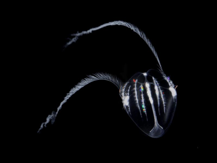 the-ctenophore-mnemiopsis-leidyi-as-a-cydippid-larva-m.png