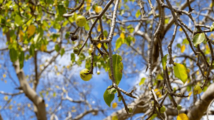 l'albero di mancinella ha rami/tronco marroni, foglie verdi e frutti simili a mele verdi