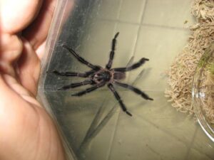 Tarantola nera e marrone all'interno di un contenitore di plastica
