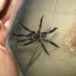 La scoperta della tarantola Trichopelma grande nel Parco Nazionale di Viñales, Cuba