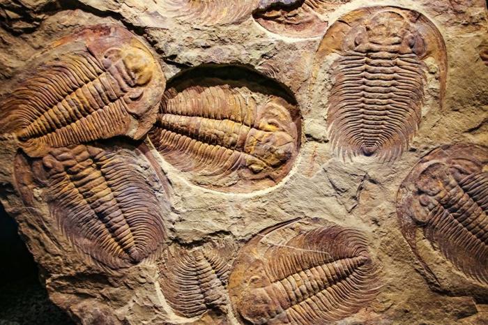 L'impronta degli antichi trilobiti in una pietra.