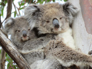 Koalas Kiki e Lulu, nonostante le loro differenze di età, entrambi hanno il naso che permetterà agli scienziati di riconoscerli per la maggior parte delle loro vite.