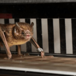 Il Metabolismo Straordinario dei Pipistrelli Vampiro: Corsa e Sangue