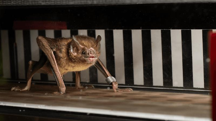 Pipistrello vampiro su un tapis roulant con un motivo a strisce bianche e nere sullo sfondo. Il pipistrello è a quattro zampe con un piccolo tag argentato sulla zampa anteriore. Ha un'espressione carina.