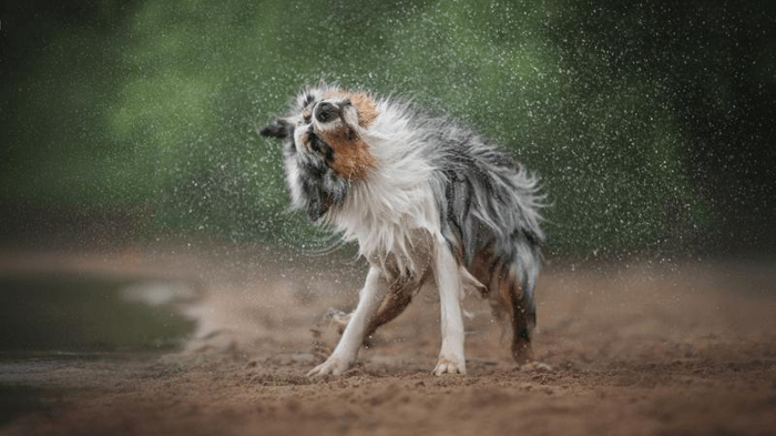 wet-dog-shakes-m-1.png