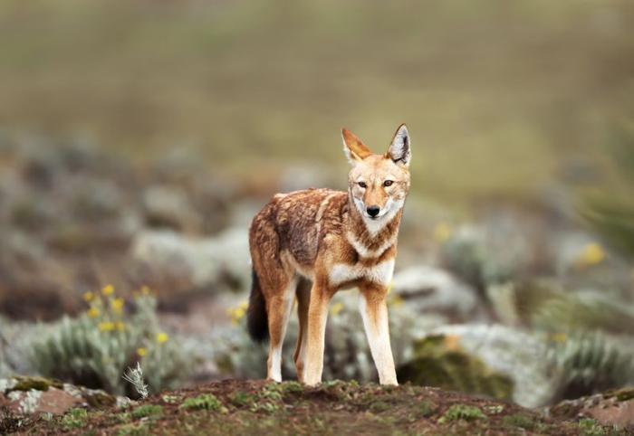 Primo piano del lupo etiope in pericolo (Canis simensis) - canide nativo delle Alte Terre etiopi, montagne di Bale, Etiopia.