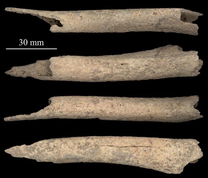 Tibia Canina Vecchia di 12.000 Anni Ruotata