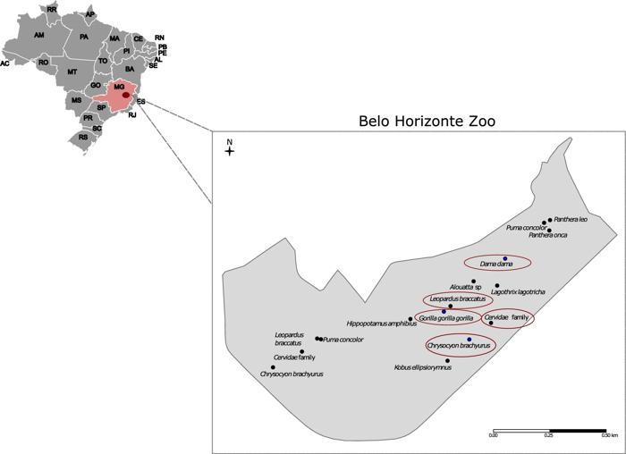 la mappa mostra che le specie infette erano nella stessa 'vicinanza' dello zoo