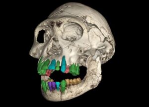 Ricostruzione 3D del cranio fossile di un giovane Homo primitivo