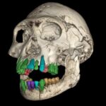 L’evoluzione dell’infanzia umana attraverso lo studio dei denti fossili