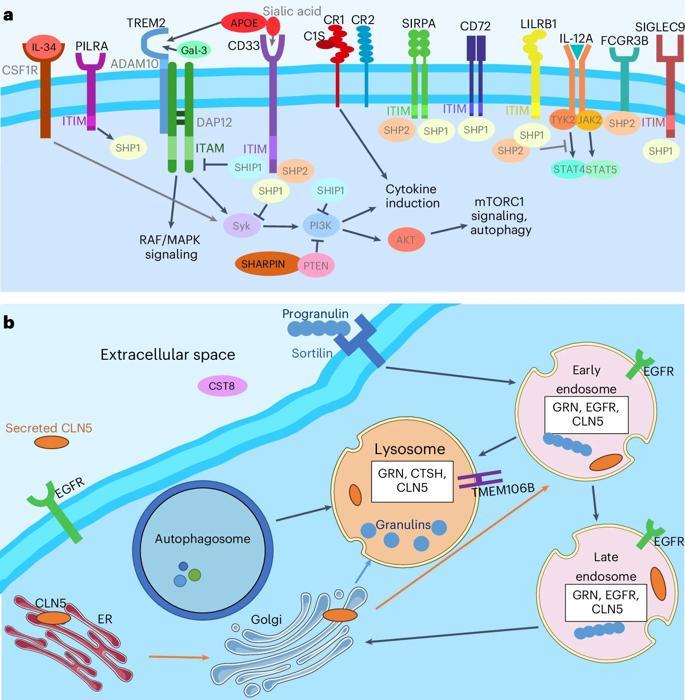 diagramma che mostra dove si trovano le proteine immunitarie e lisosomiali in una cellula