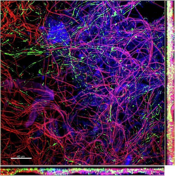 linee sinuose magenta, cobalto e verde fluorescente attraversano densamente uno sfondo nero.