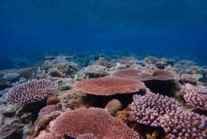 Un sano reef di corallo Acropora a Palau, Oceano Pacifico occidentale