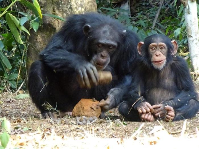 Adult-Female-Chimpanzee-Cracking-Nuts-Using-Stone-Tools-777x583-1.jpg