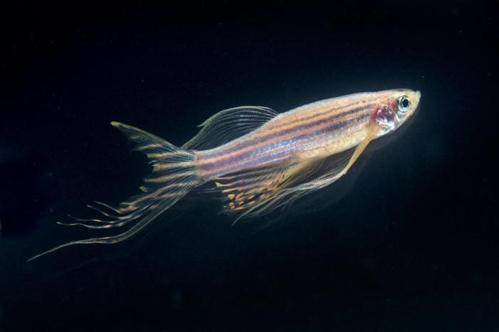 Zebrafish Adulto (Danio rerio)