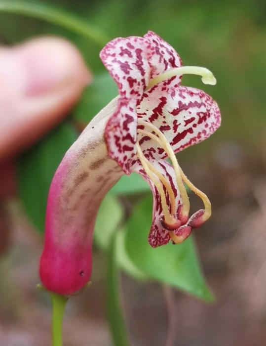 Aeschynanthus pentatrichomatus