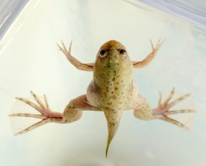 African Clawed Frog