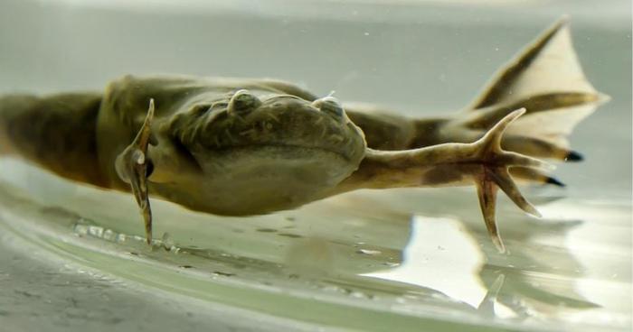 African Clawed Frog Close