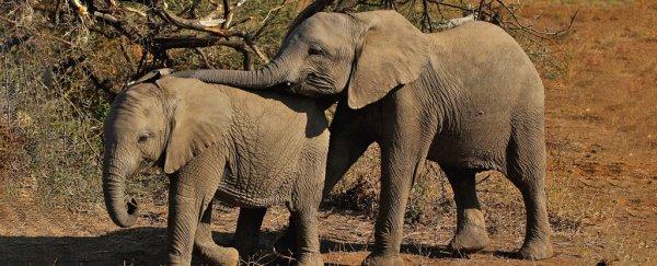 Centinaia di elefanti sono morti in Botswana, e non sappiamo il motivo