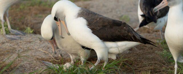 AlbatrossWithEgg-642x260-1-1.jpg