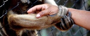 Una scimmia afferra la mano di un umano allo zoo attraverso la gabbia