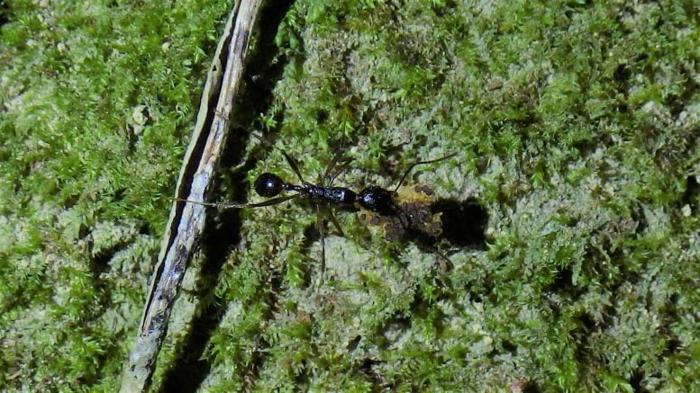 Formiche che Trasportano le Brattee di Balanophora subcupularis