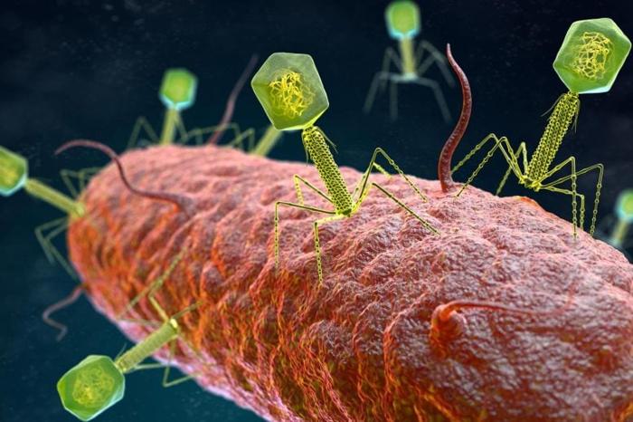 Bacteriophage-Virus-Attacking-Bacteria-777x518-1-1.jpg