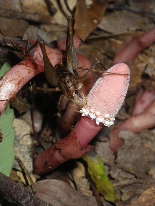 Infiorescenza di Balanophora subcupularis e Grillo del Cammello